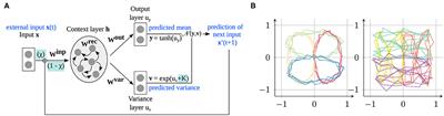 Deficits in Prediction Ability Trigger Asymmetries in Behavior and Internal Representation